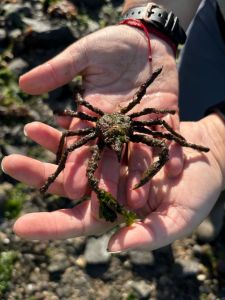 Alaskan crab
