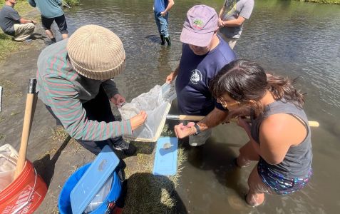 Dr. Smee identifying insects for graduate students in a stream