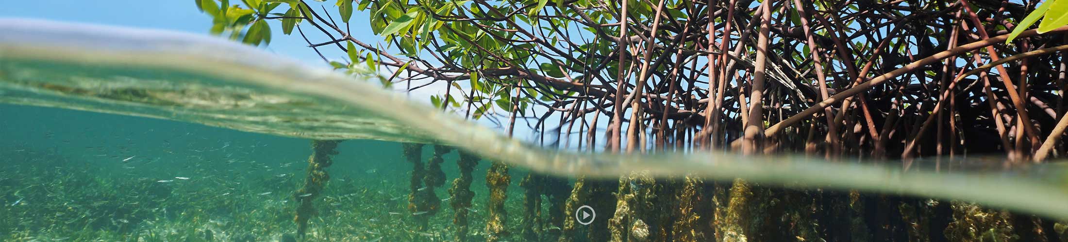 Trees in the water showing the roots below in the water.