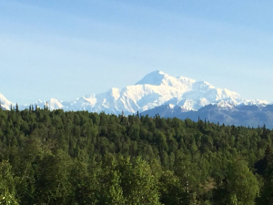 massive snow covered mountain looming above the green treeline