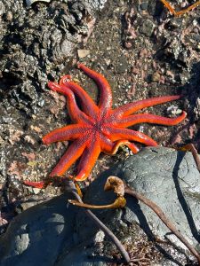 red starfish with ten tube feet