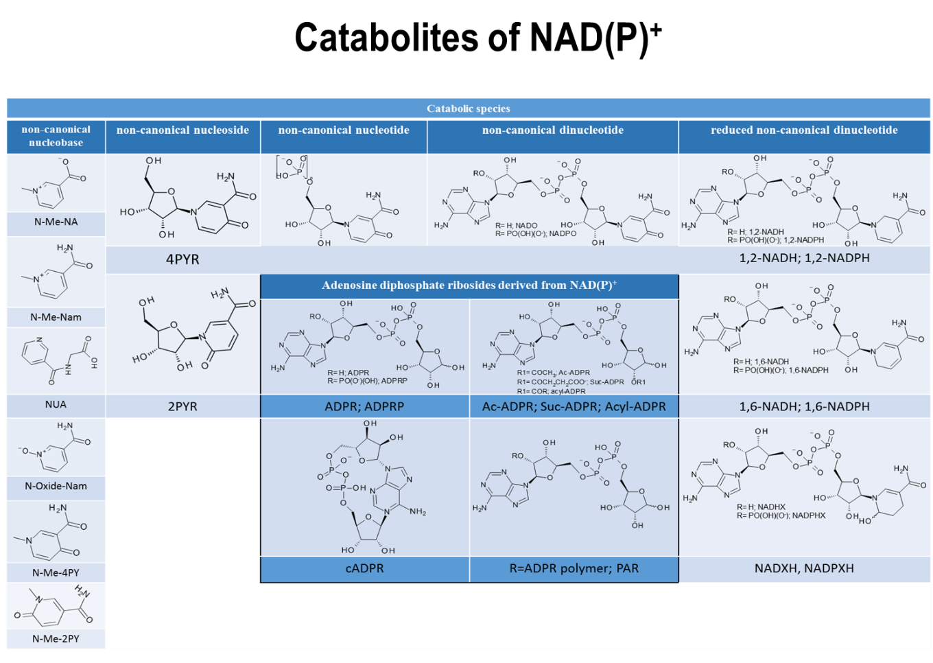 Figure 2: The fate of NAD(P)(H) (Biochemical Society Transactions (2019), 47(1), 131-147.)