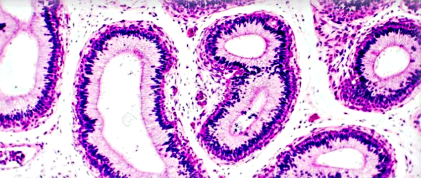 Microscope image from the Biobank.