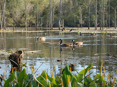 Pond in Glenn Sebastian Nature Trail.