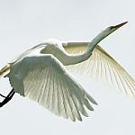 White bird flying